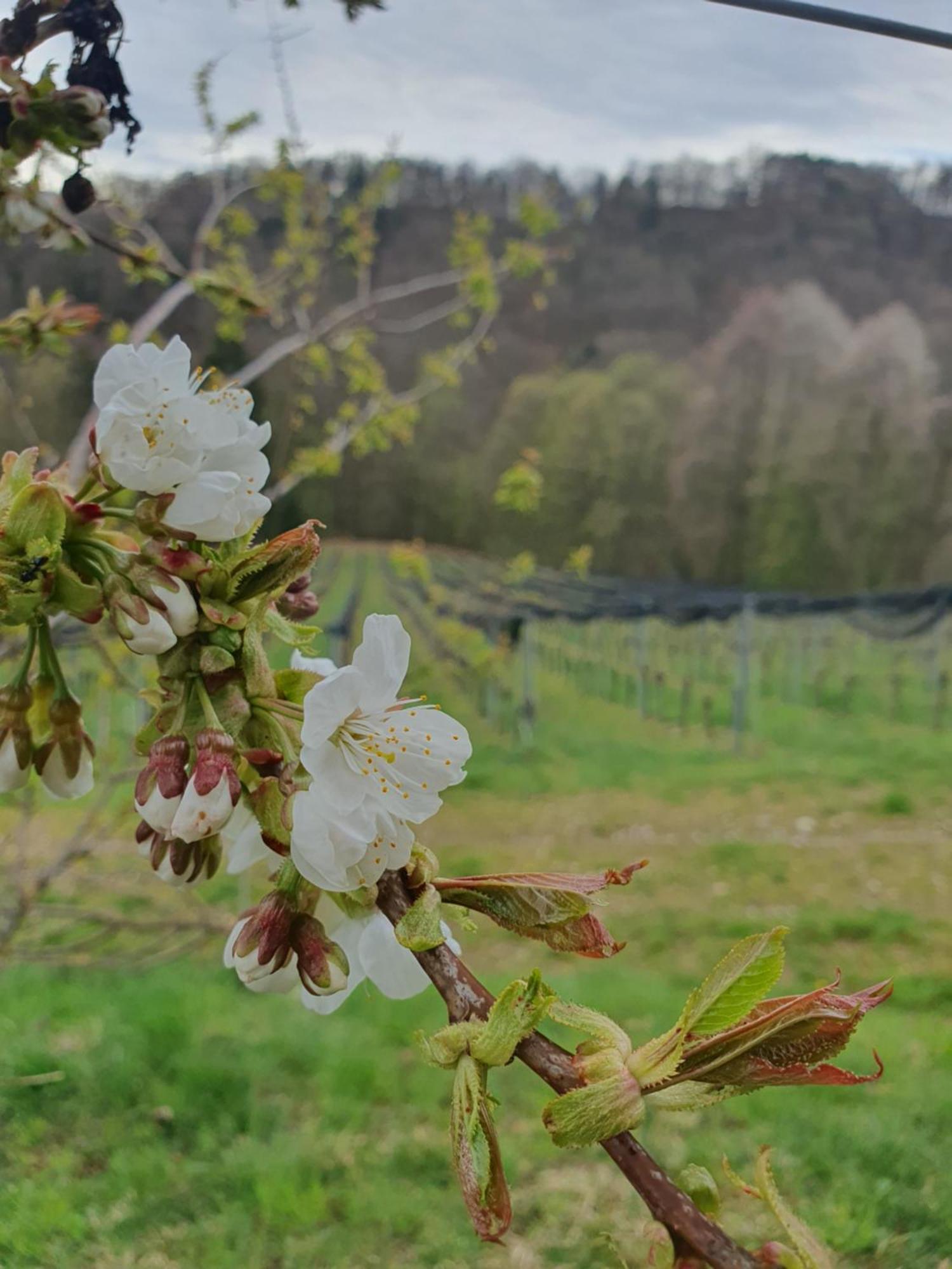 Weingut Pugl Appartement Leibnitz Buitenkant foto